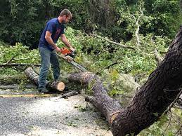 Best Hazardous Tree Removal  in Ocean Acres, NJ