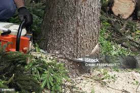 Best Leaf Removal  in Ocean Acres, NJ