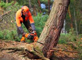 Best Weed Control  in Ocean Acres, NJ
