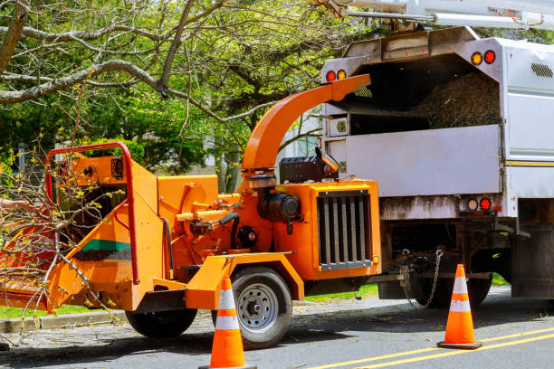 Professional Tree Removal in Ocean Acres, NJ