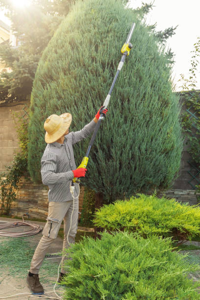 Best Storm Damage Tree Cleanup  in Ocean Acres, NJ