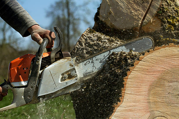 Best Tree Disease Treatment  in Ocean Acres, NJ